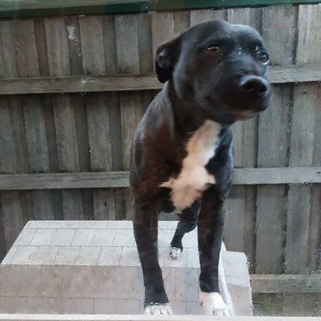 Socks Super Snuggler Medium Female Staffordshire Bull