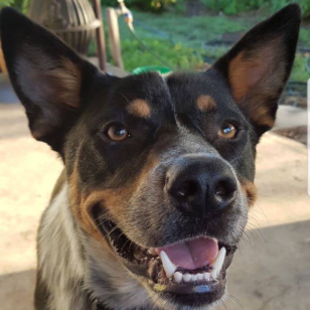 Diesel 14 month old Cattle Dog X Kelpie Medium Male Australian Cattle Dog x Kelpie Mix Dog