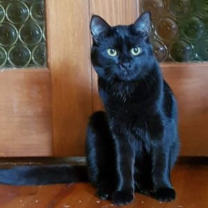 No photo for Izzy (Located In Beaufort)