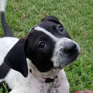 No photo for Pepper