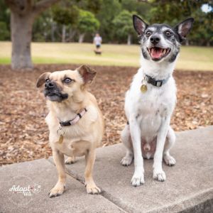 No photo for Lulu And Milo