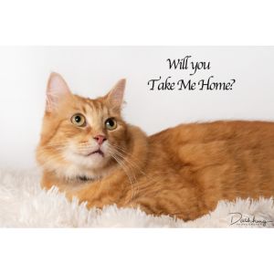 No photo for Ginger Meggs