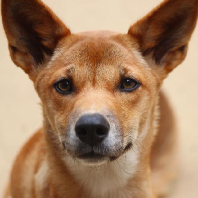 Apple- Dingo - Medium Female Dingo Dog in NSW - PetRescue