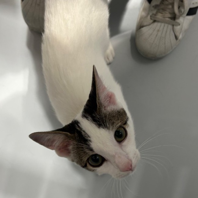 Photo of Willow