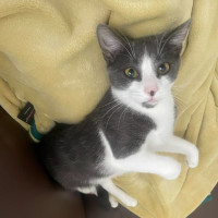 Photo of 💎 Sapphire 💎