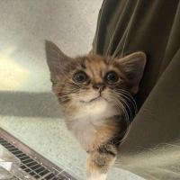 Photo of Sweet Pea