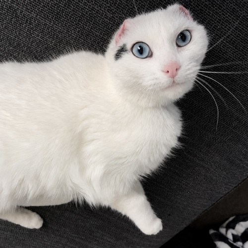 Jenny - Domestic Short Hair (DSH) Cat