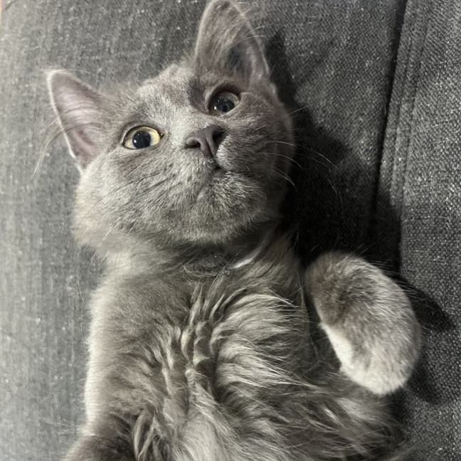 Photo of Nash **2nd Chance Cat Rescue**