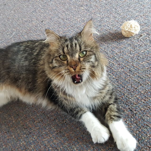 Photo of Molly ~ 3yr Old Cat (On Trial 11/11/20)