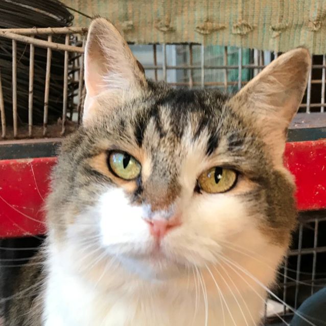 Photo of Missy