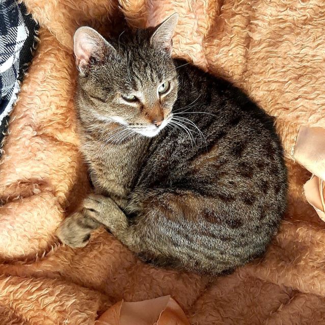 Photo of Elsa. Dog Friendly, Mature, Gentle