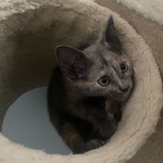 Photo of Ruby