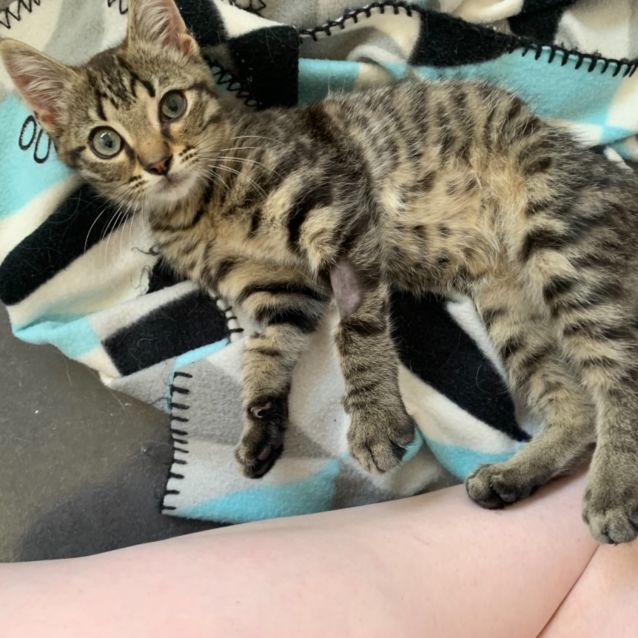 Photo of Benji   Can Transport To You