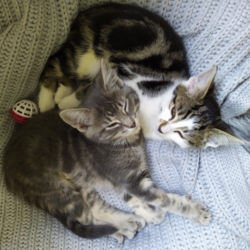 Veronica & Vogue ^Dandy Cat Rescue^