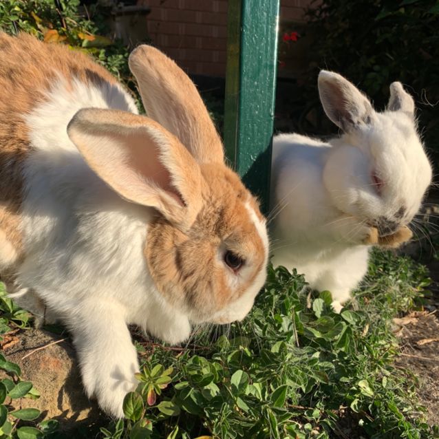 Photo of Roger & Snowy 