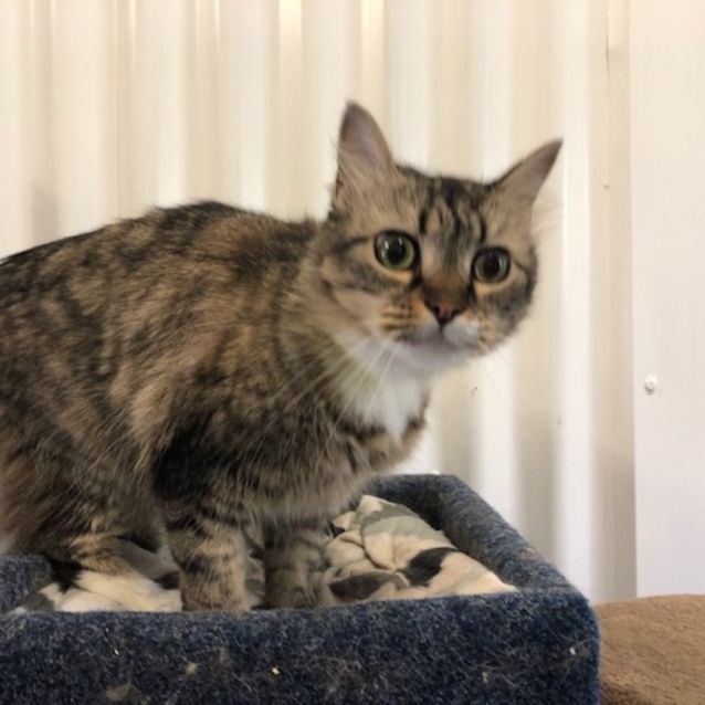 Photo of Minky   K121001