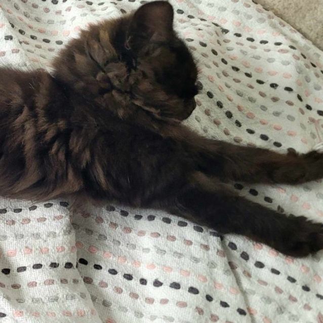 Photo of Gravy   Located In Melbourne