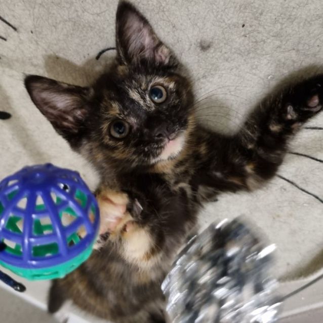 Photo of Zieria 💜🌻