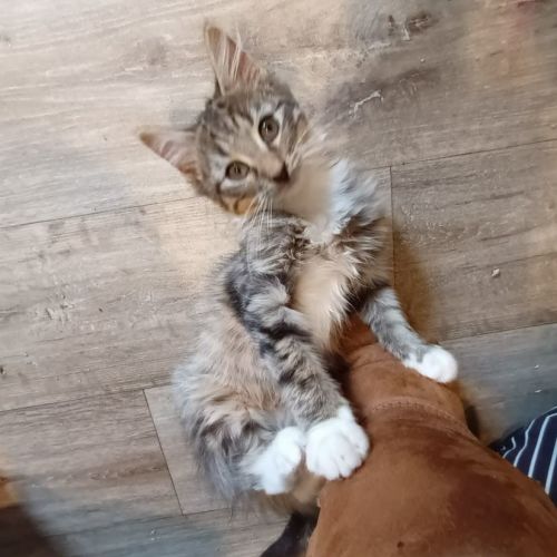 Chilli*2nd Chance Cat Rescue**
