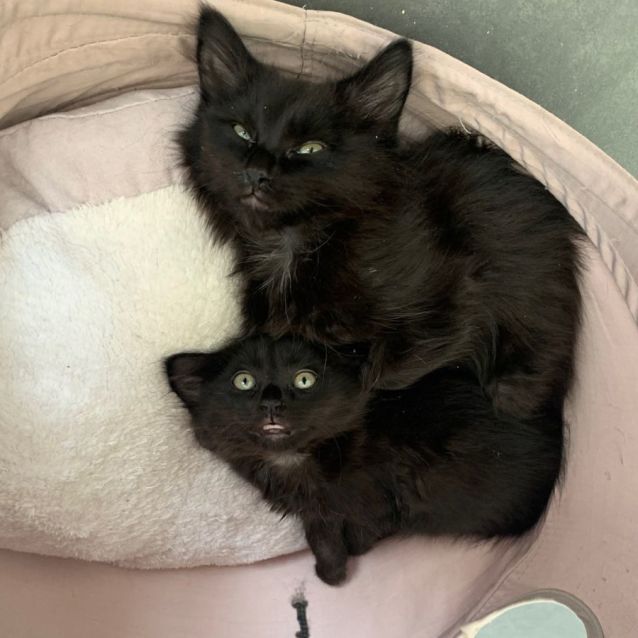 Photo of Sprout **2nd Chance Cat Rescue**