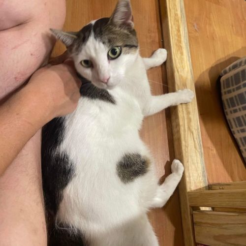No photo for Cookie