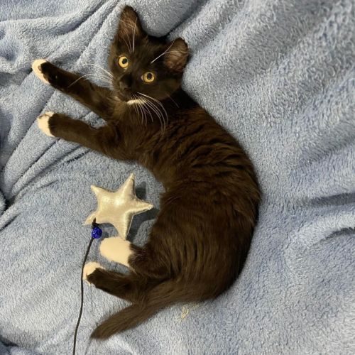 Black Bear ** 2nd Chance Cat Rescue**