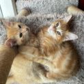 Photo of Koda & Kenai π»π»