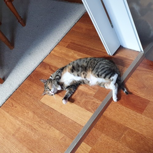 Jellybean