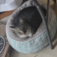 Photo of Pepper