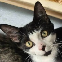 Photo of Pepito ** 2nd Chance Cat Rescue **