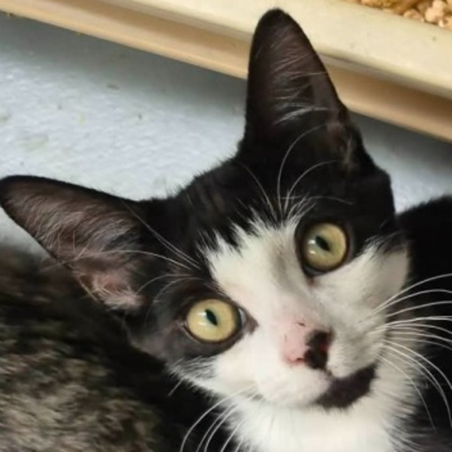 Photo of Pepito ** 2nd Chance Cat Rescue **