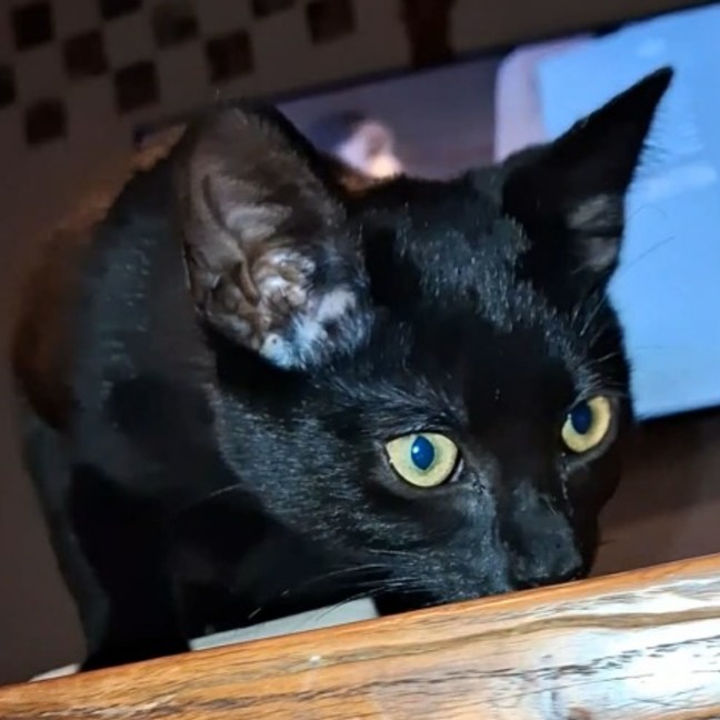 Photo of Wednesday 