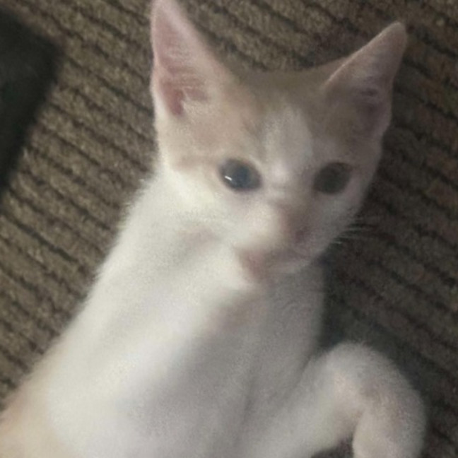 Photo of Apollo