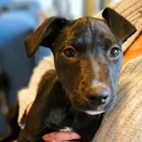 Photo of Kirby   8 Month Old, Male, Mixed Breed Puppy