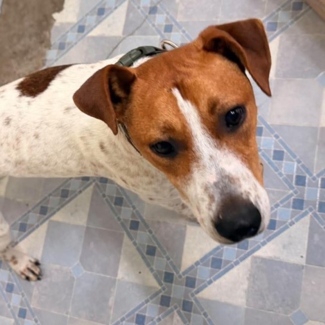 Photo of Roscoe