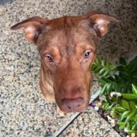 Photo of Bandit