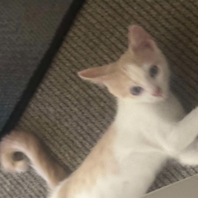 Photo of Apollo