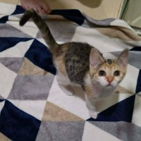 Photo of Miraidon ** 2nd Chance Cat Rescue **