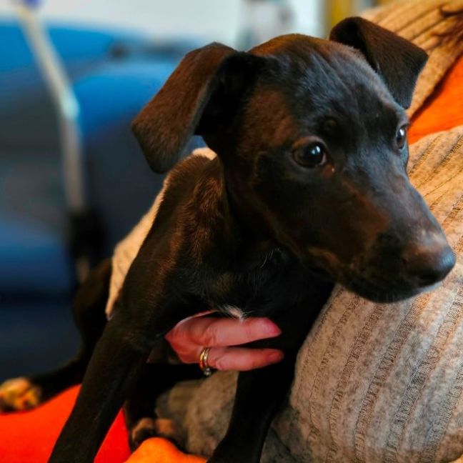 Photo of Kirby   8 Month Old, Male, Mixed Breed Puppy