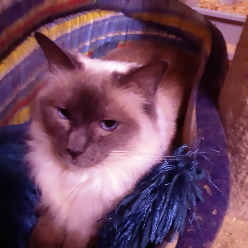 Shou Shou - Ragdoll Cat