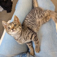 Photo of Pumpkin Pie