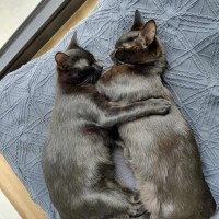 Photo of Pip & Squeak   In Foster In Preston 