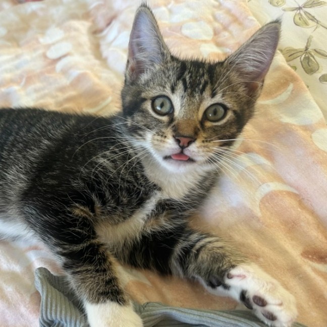 Photo of Socks