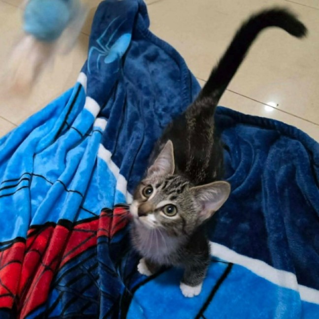 Photo of Juno ** 2nd Chance Cat Rescue **