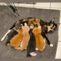 Photo of 🧡🧡 Cinnamon 🧡🧡