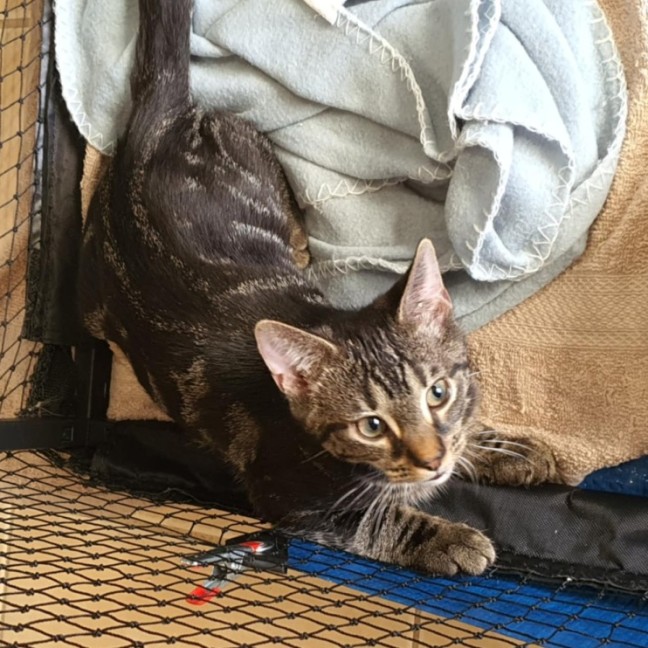 Photo of Ceasar ** 2nd Chance Cat Rescue**