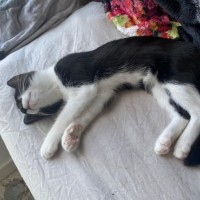 Photo of Sevika **2nd Chance Cat Rescue**