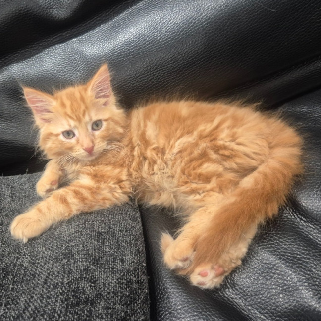 Photo of Toby