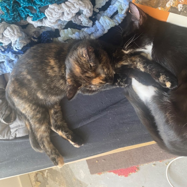 Photo of Beauregard **2nd Chance Cat Rescue**