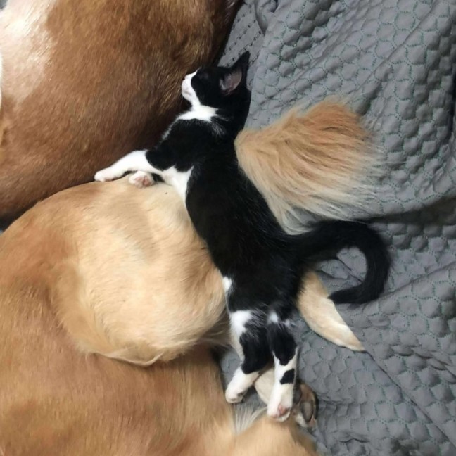 Photo of Oreo